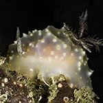 Halgerda carlsoni