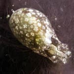 Haminoea sp. C