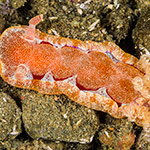 Hexabranchus lacer