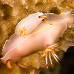 Hypselodoris bullocki