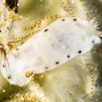 Hypselodoris sp. 20