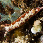 Hypselodoris maculosa