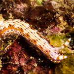 Hypselodoris maculosa