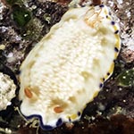 Hypselodoris cf sagamiensis