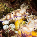 Hypselodoris tryoni
