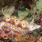 Hypselodoris tryoni