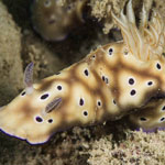 Hypselodoris tryoni