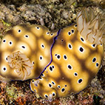 Hypselodoris tryoni