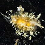Janolus sp.