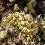 Janolus sp. A