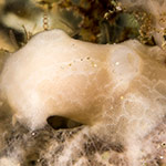 Jorunna sp. 9
