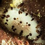 Jorunna sp. C