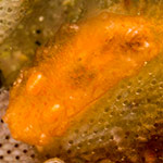 Kaloplocamus sp. 8
