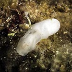 Liloa mongii