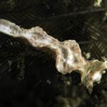 Lomanotus sp. R