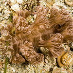 Marionia elongoreticulata