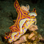 Miamira flavicostata