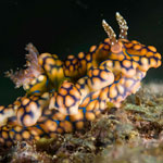 Miamira sinuata