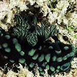 Nembrotha cristata