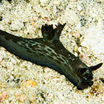 Nembrotha mullineri