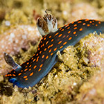 Nembrotha sp. 1