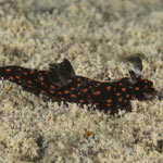 Nembrotha yonowae
