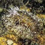 Doris raripilosa