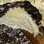 Petalifera lafonti