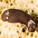 Phanerophthalmus albotriangulatus