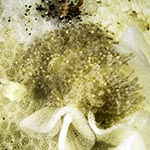 Tenellia lugubris