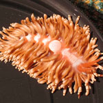 Tenellia sp. 2