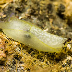 Philinopsis sp. A