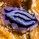 Phyllidiopsis annae