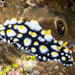 Phyllidia carlsonhoffi