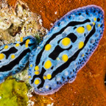 Phyllidia coelestis