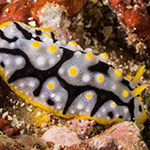 Phyllidia exquisita