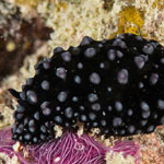 Phyllidiella nigra