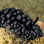 Phyllidiella nigra