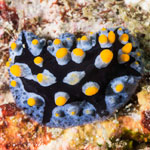 Phyllidia picta