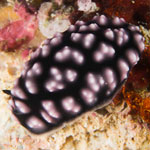 Phyllidiella pustulosa
