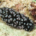 Phyllidiella pustulosa