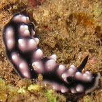 Phyllidiella pustulosa