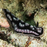 Phyllidiella pustulosa