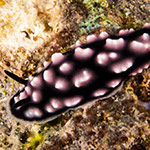 Phyllidiella pustulosa