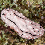 Phyllidiella rudmani