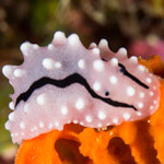 Phyllidiella rudmani