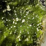 Phyllaplysia sp. C
