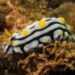 Phyllidia varicosa