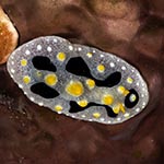 Phyllidia willani