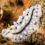Phyllidia sp. A